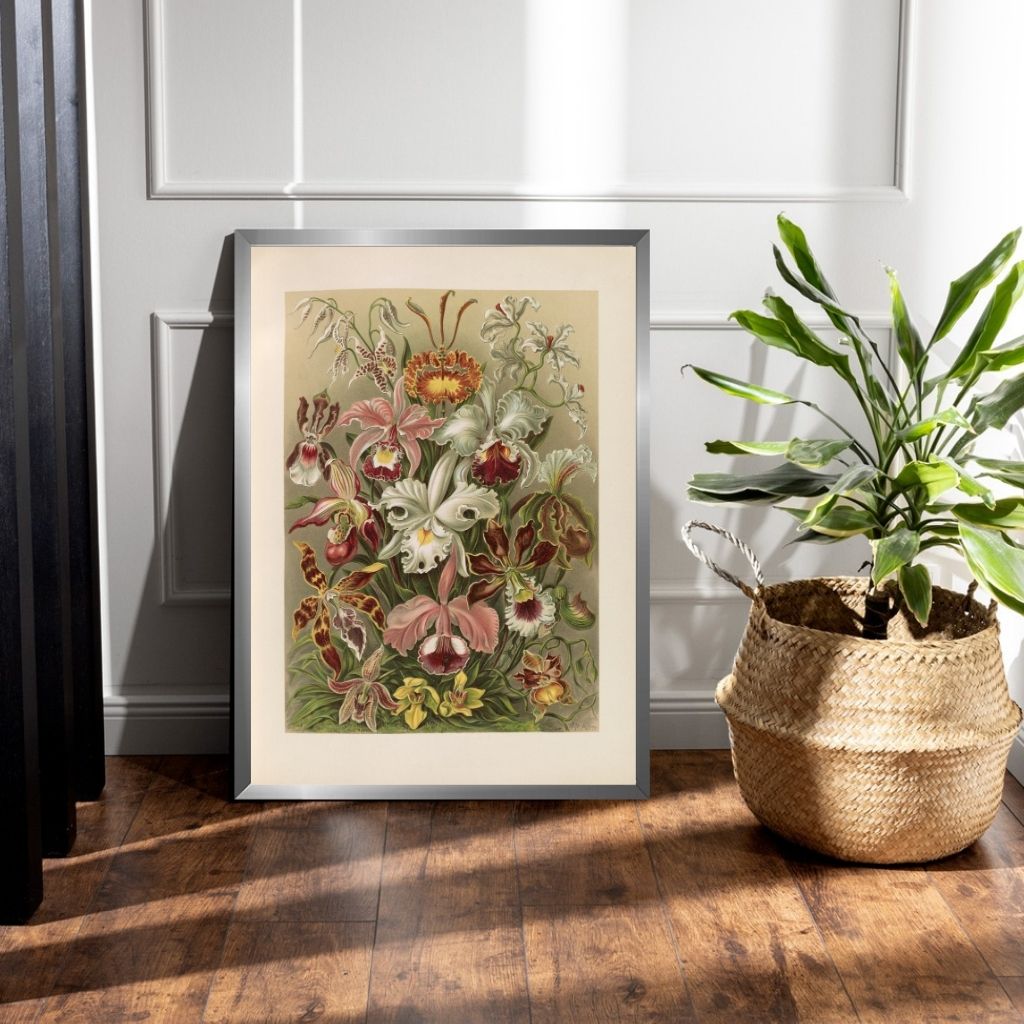 Flowers illustration from Kunstformen der Natur- Ernst Haeckel