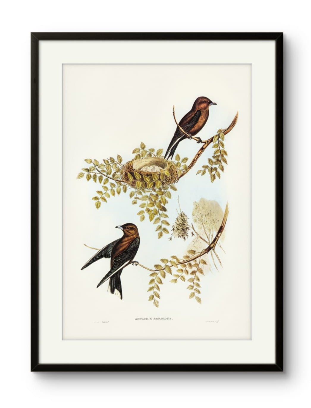 Birds - Artamus Sordidus