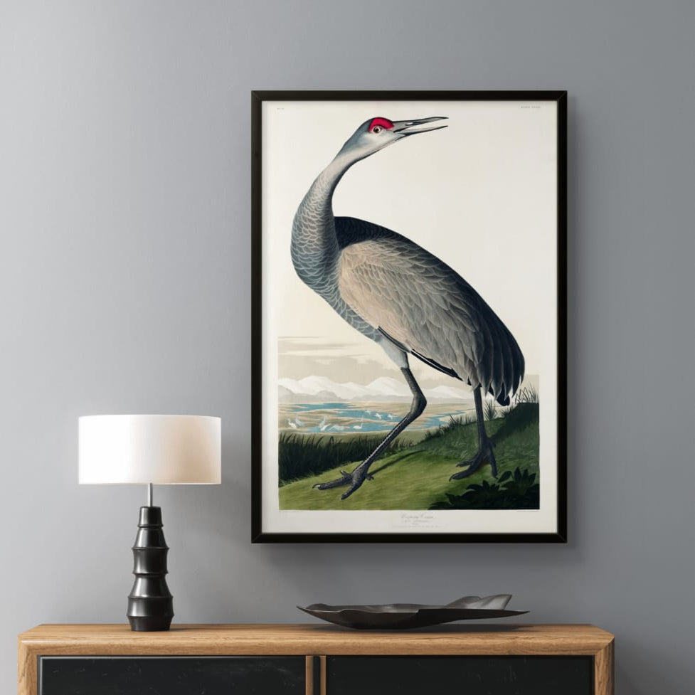 Hooping Crane - James Audubon