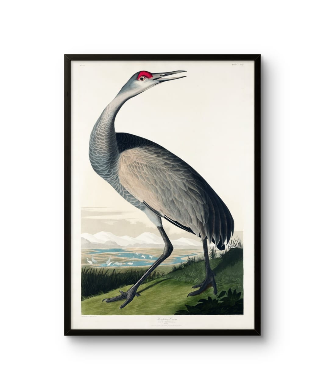 Hooping Crane - James Audubon