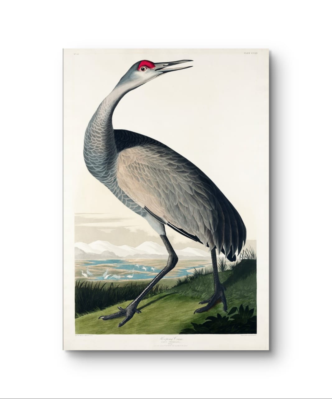 Hooping Crane - James Audubon