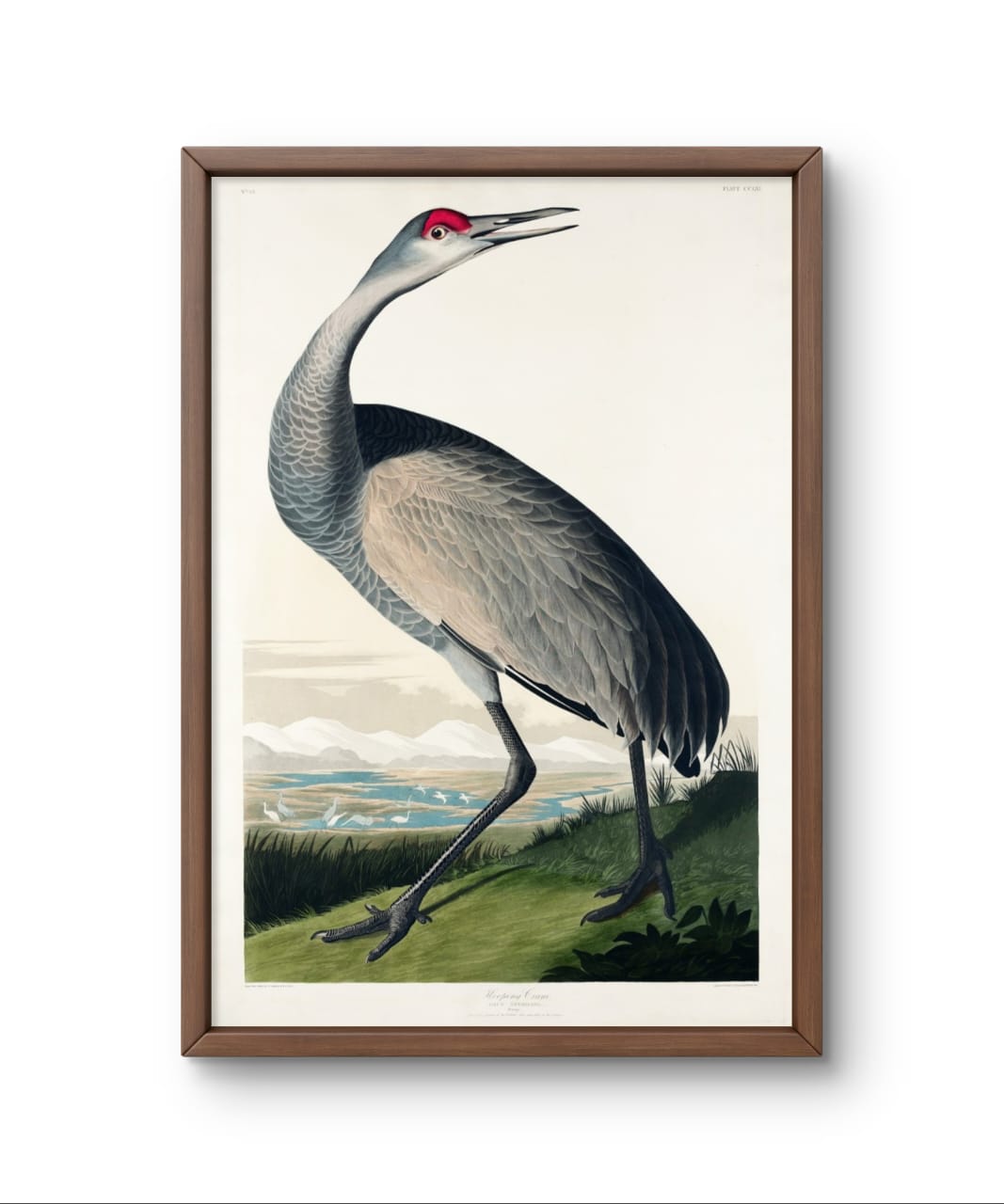 Hooping Crane - James Audubon