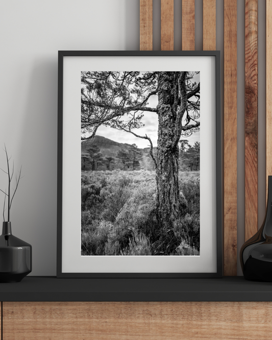Tree in a forest