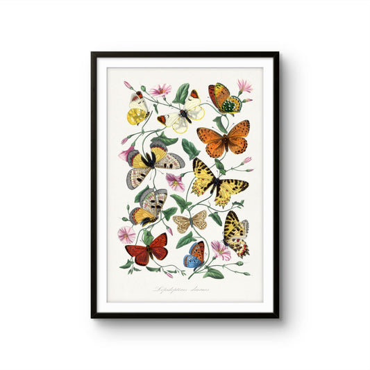 Framed artwork of butterflies and flowers on a white background