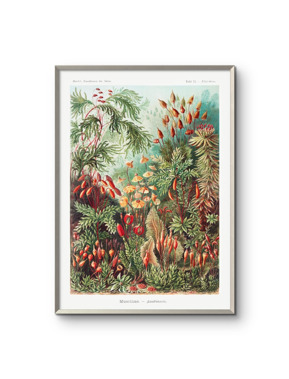 Muscinae–Laubmoose- Ernst Haeckel