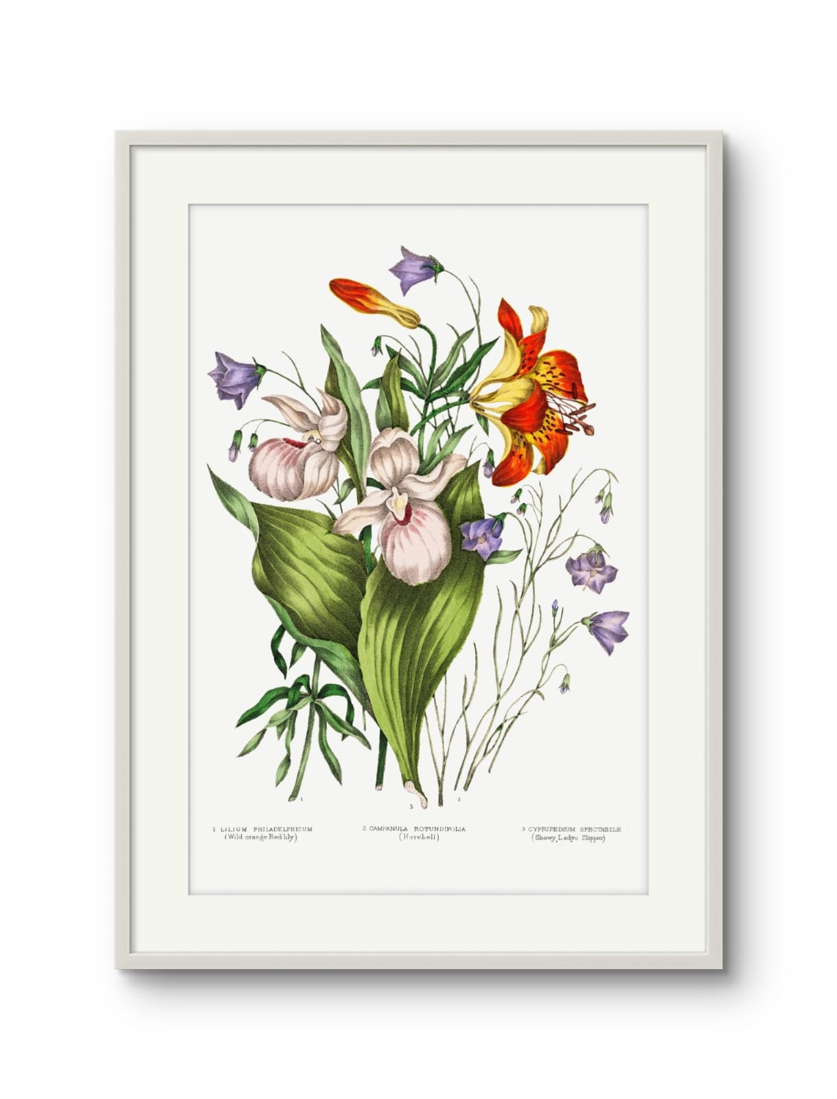 Canadian Flowers -I