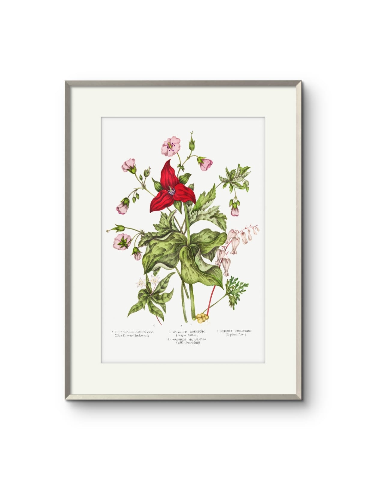 Canadian Flowers -II