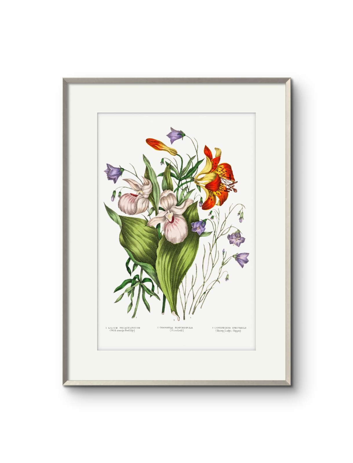 Canadian Flowers -I