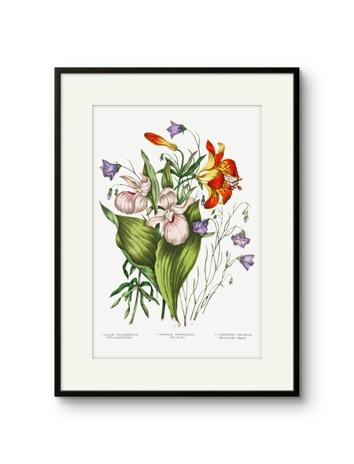 Canadian Flowers -I