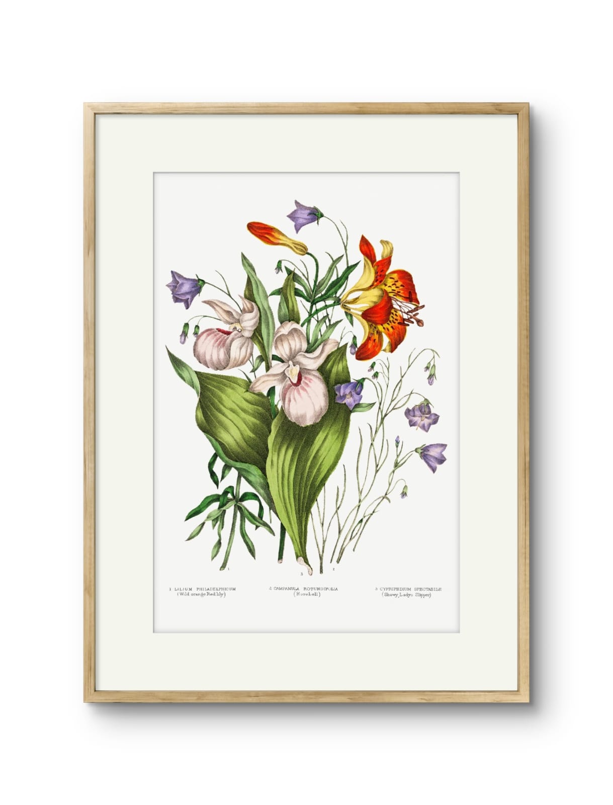 Canadian Flowers -I