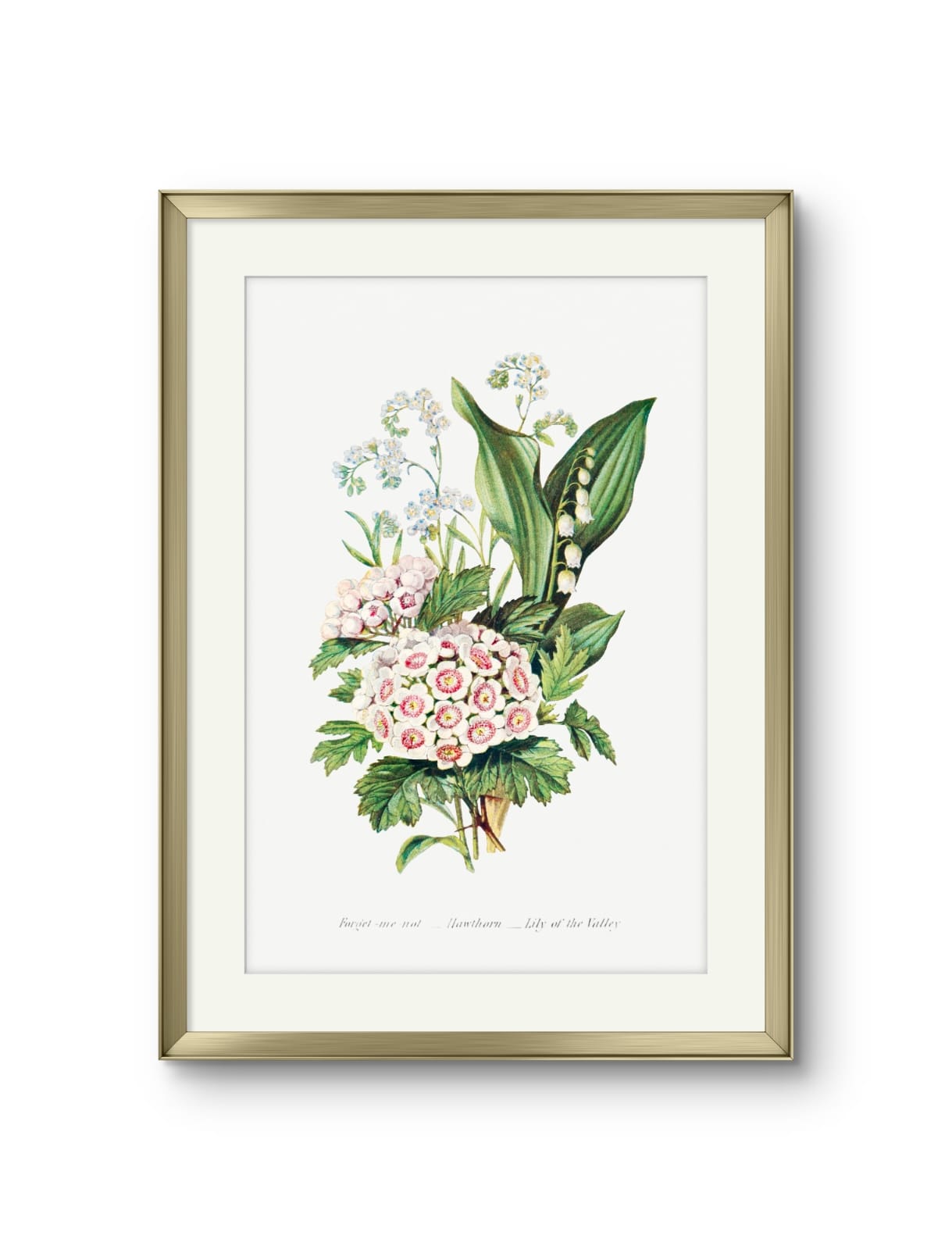 Forget me not, Hawthorn & Lily of the Valley- Ernst Haeckel