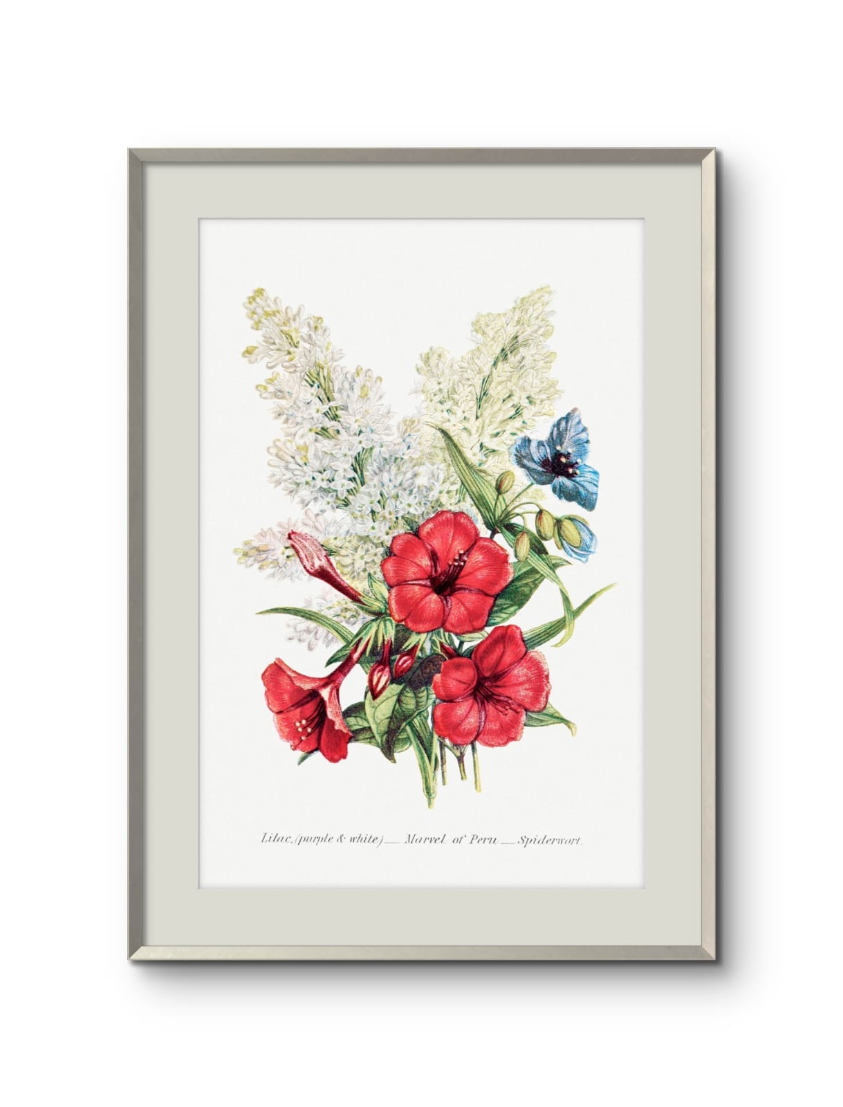 Lilac, Marvel of Peru & Spiderwort