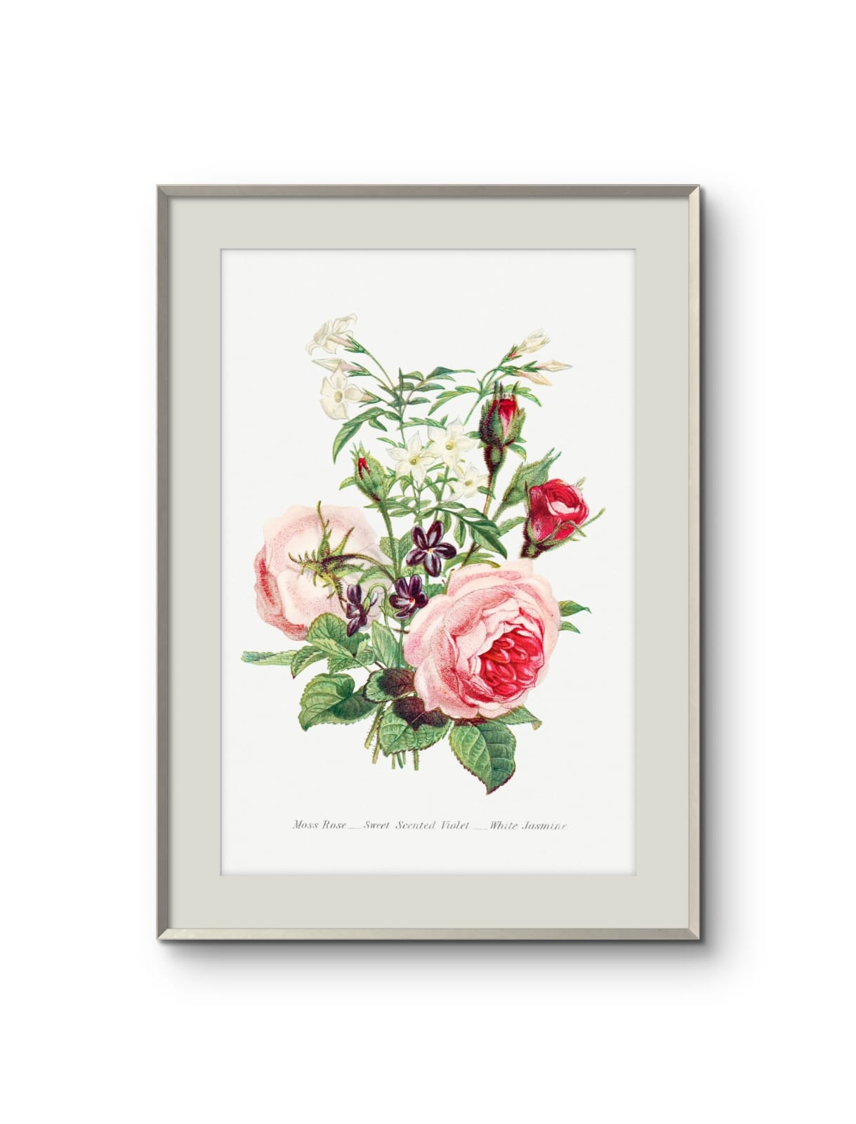 Moss Rose, Sweet Scented Violet & White Jasmine