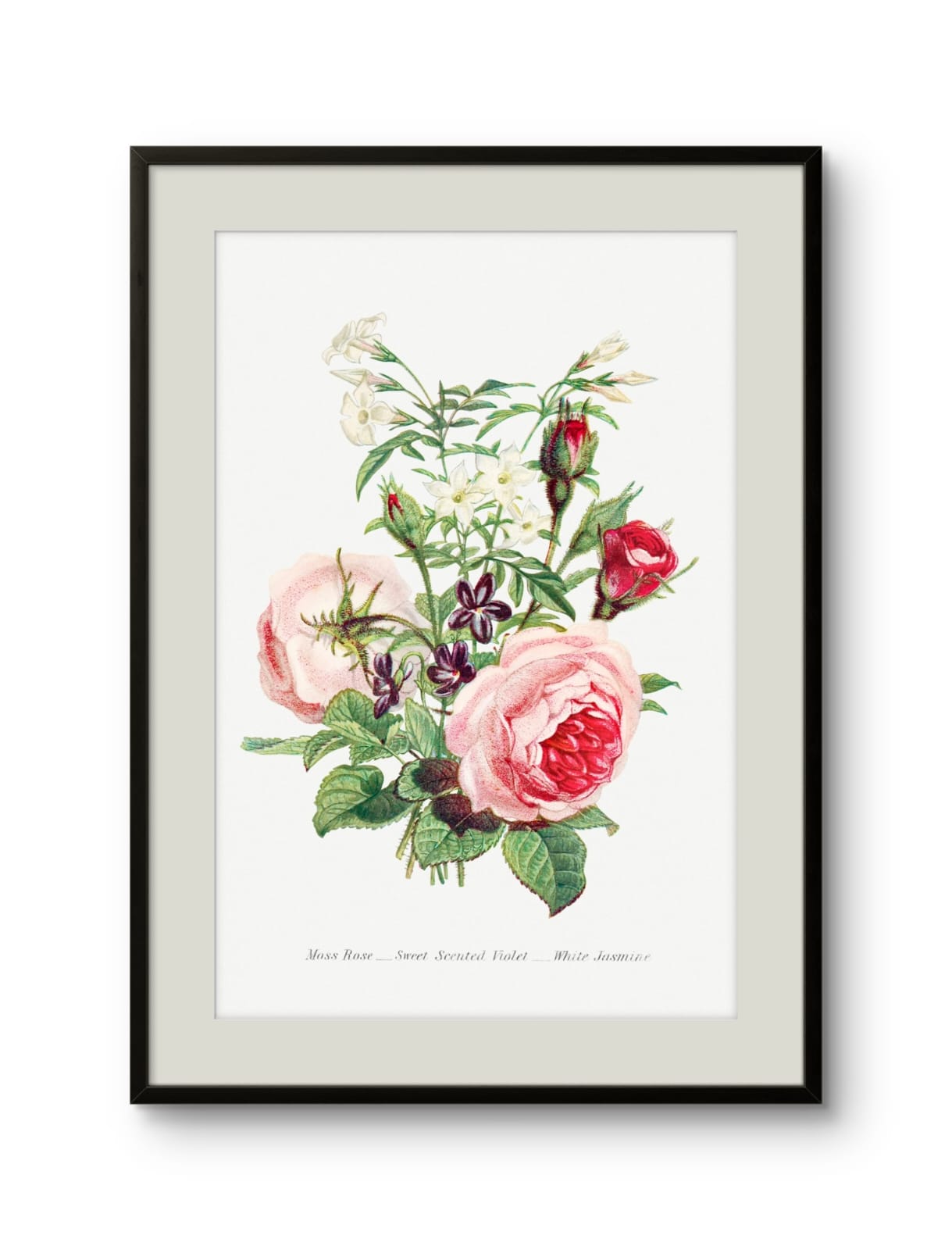 Moss Rose, Sweet Scented Violet & White Jasmine