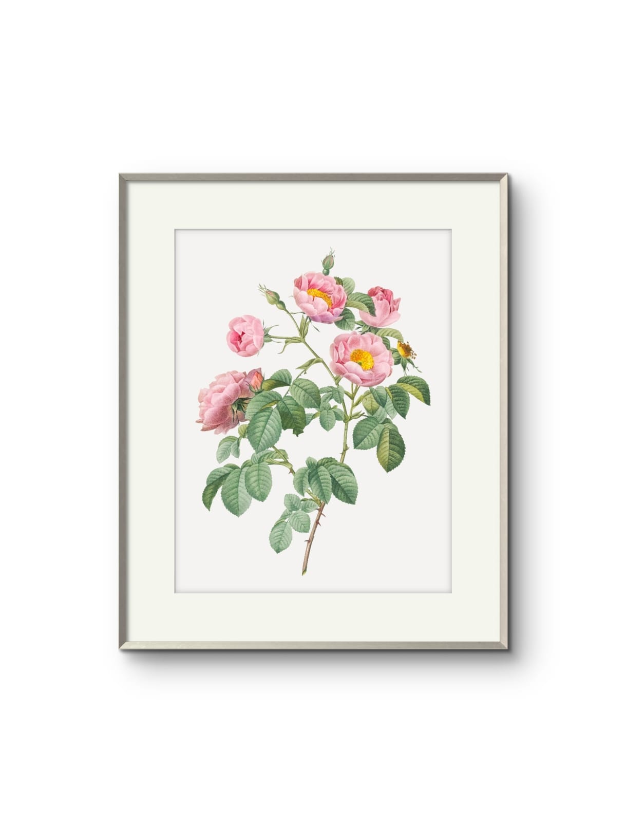 Vintage English Roses