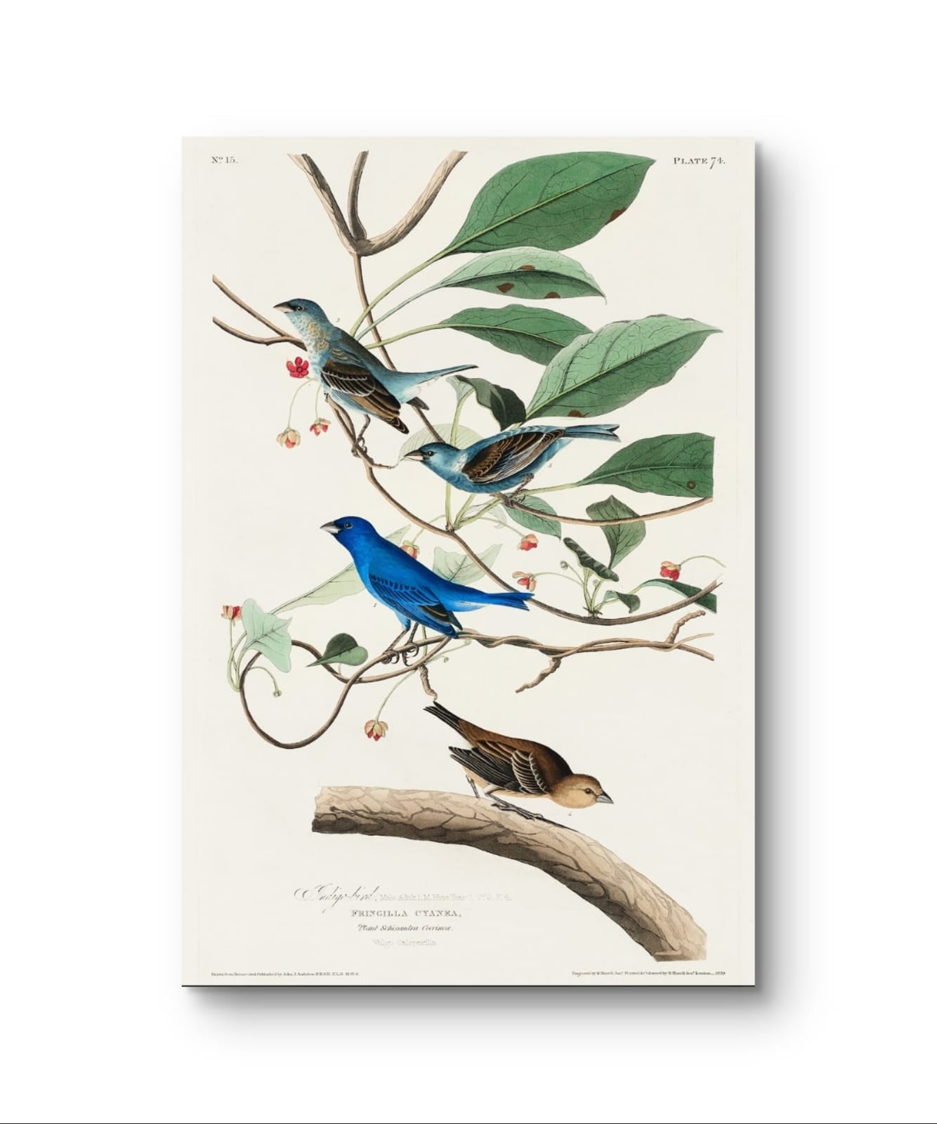 Indigo Bird – Premium Abstract Art Print