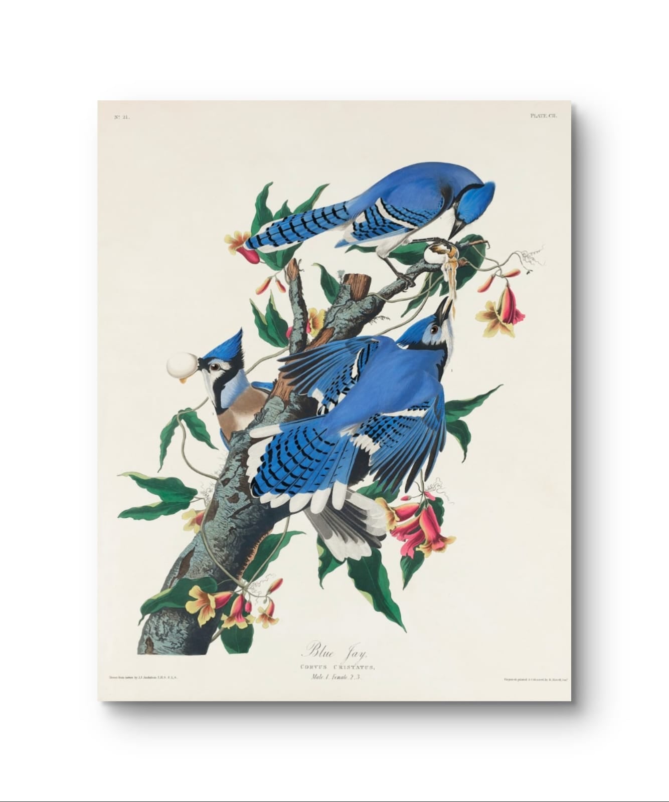 The Blue Jay - James Audubon – Premium Abstract Art Print