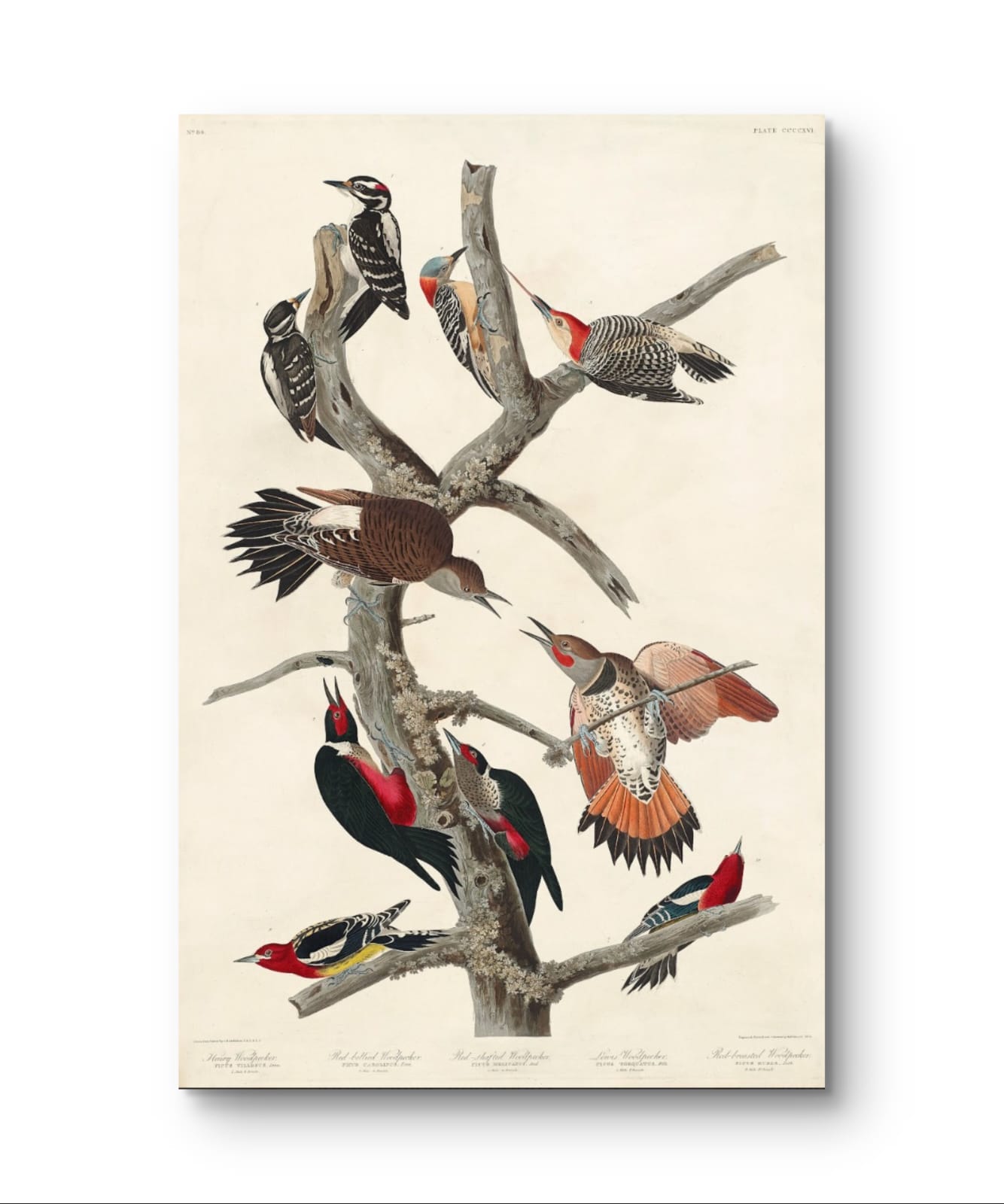 Woodpeckers – Premium Abstract Art Print