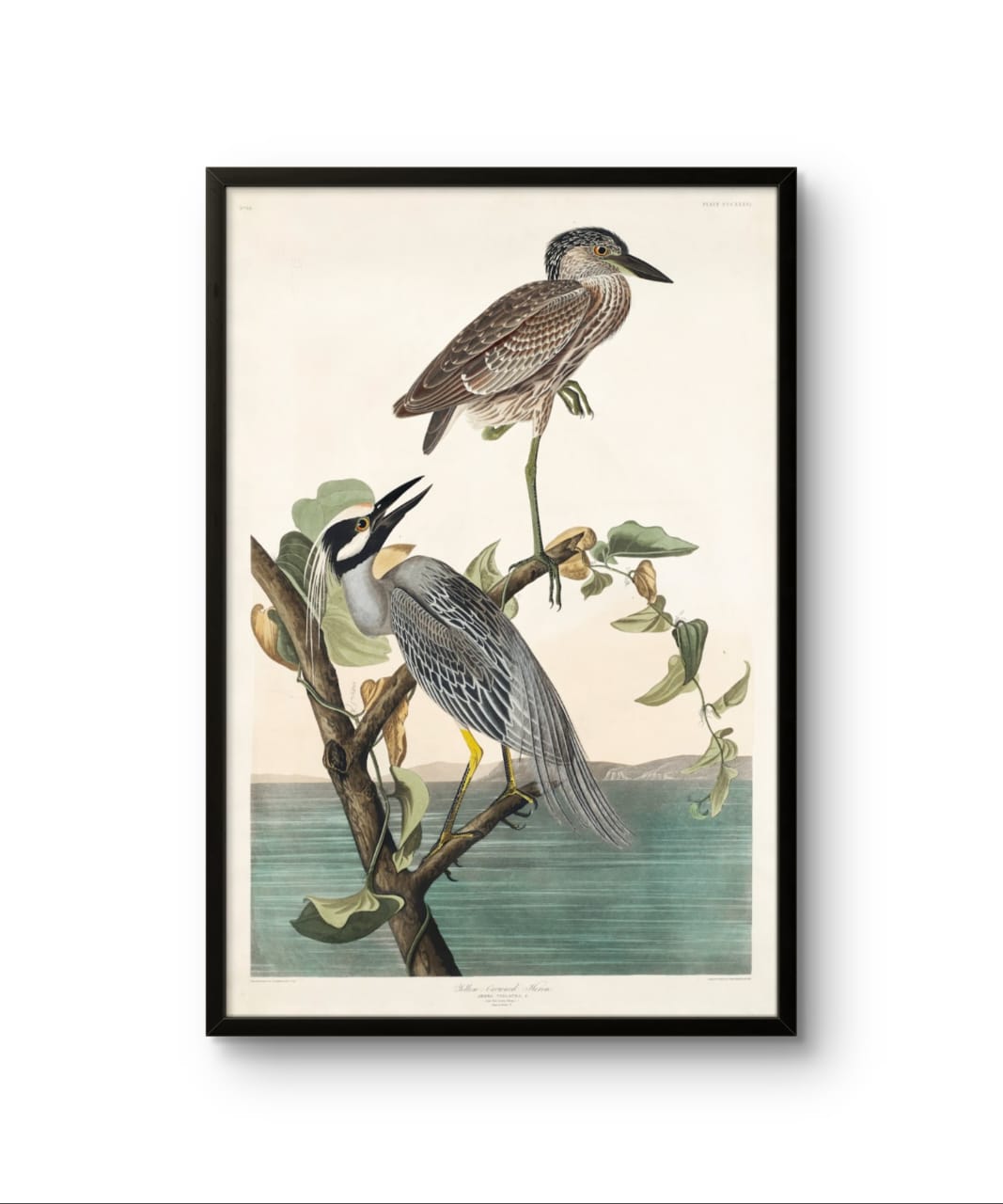 Yellow Crowned Heron - James Audubon