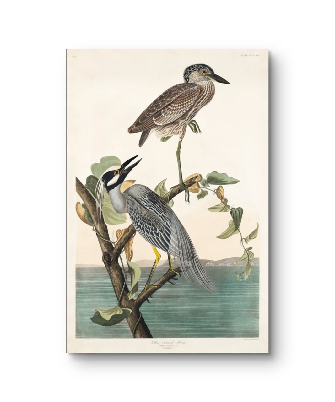 Yellow Crowned Heron - James Audubon – Premium Abstract Art Print