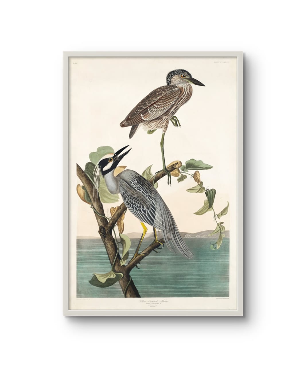 Yellow Crowned Heron - James Audubon