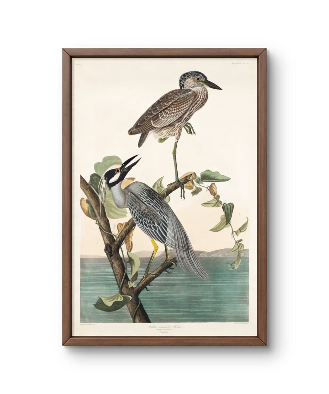 Yellow Crowned Heron - James Audubon