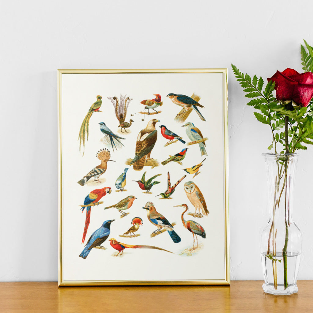 An assortment of birds