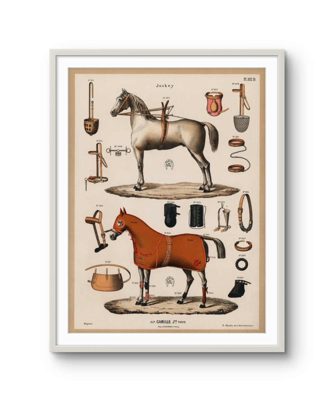 Vintage Horse Anatomy