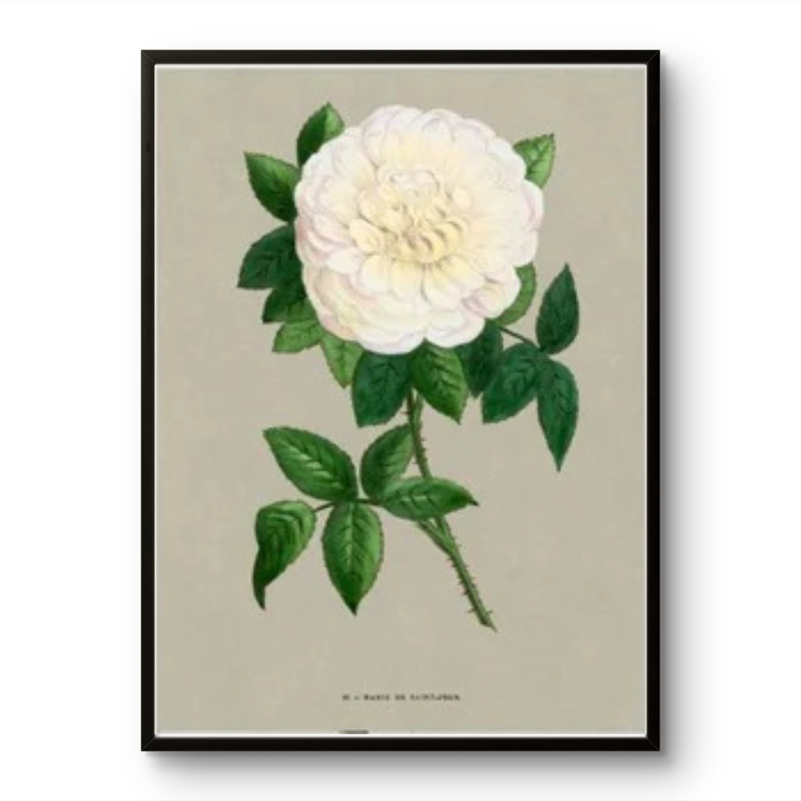 White French Rose