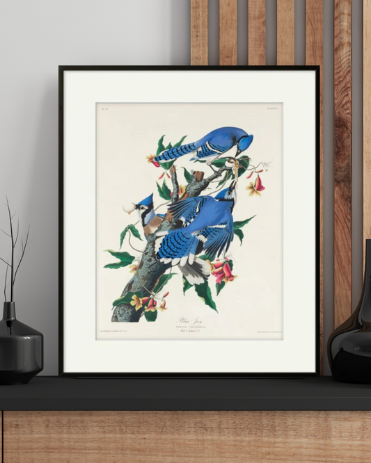 The Blue Jay - James Audubon – Premium Abstract Art Print