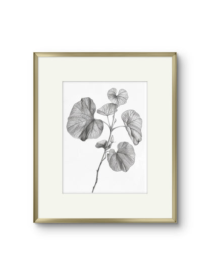 Vintage Illustrated Leaves