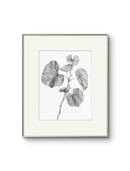 Vintage Illustrated Leaves