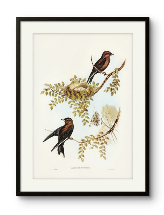 Birds - Artamus Sordidus