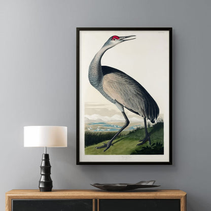 Hooping Crane - James Audubon