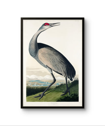 Hooping Crane - James Audubon