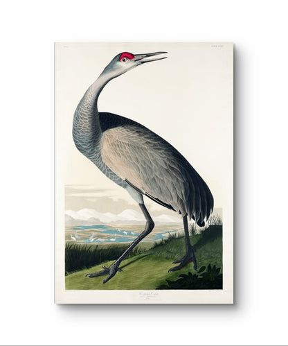 Hooping Crane - James Audubon