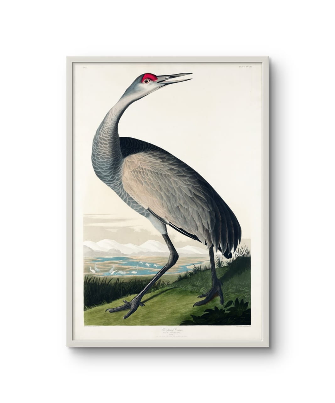 Hooping Crane - James Audubon