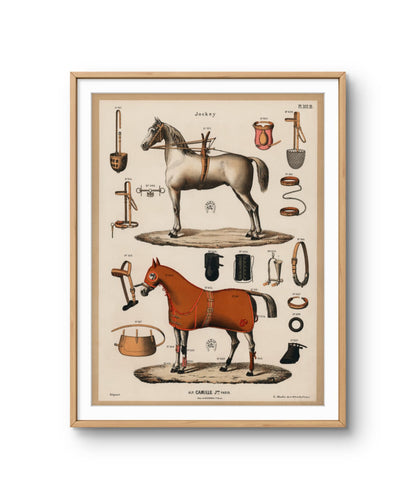 Vintage Horse Anatomy