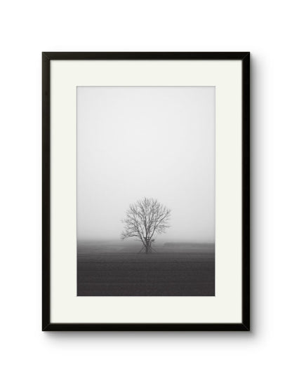 Lone Tree