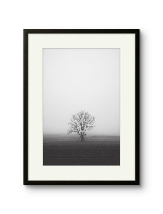 Lone Tree