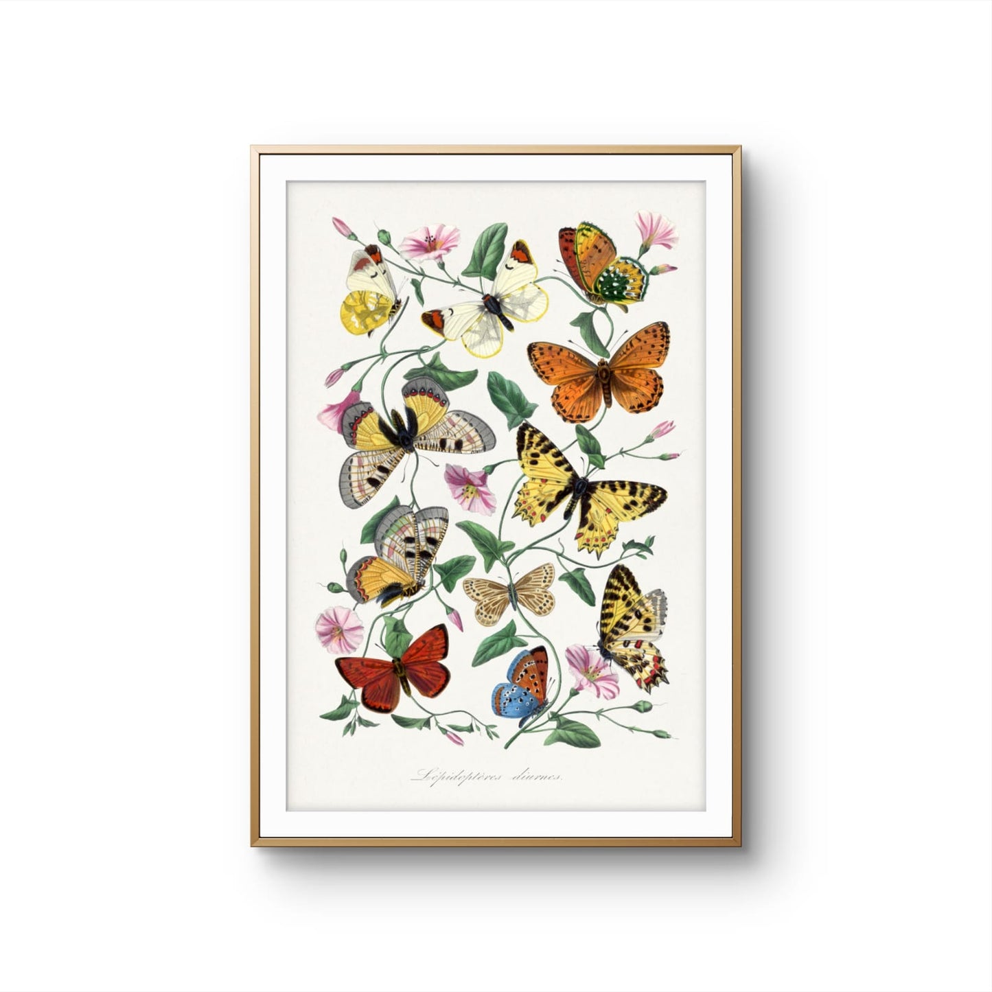 Framed artwork of butterflies and flowers on a white background