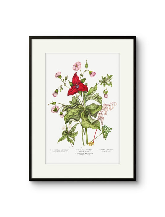 Canadian Flowers -II