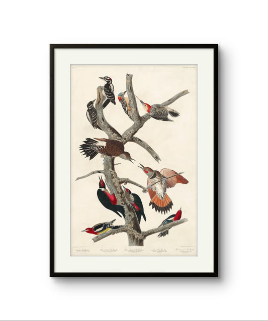 Woodpeckers – Premium Abstract Art Print