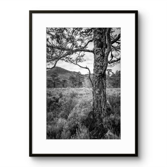 Tree in a forest