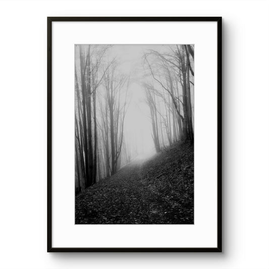 Misty Forest