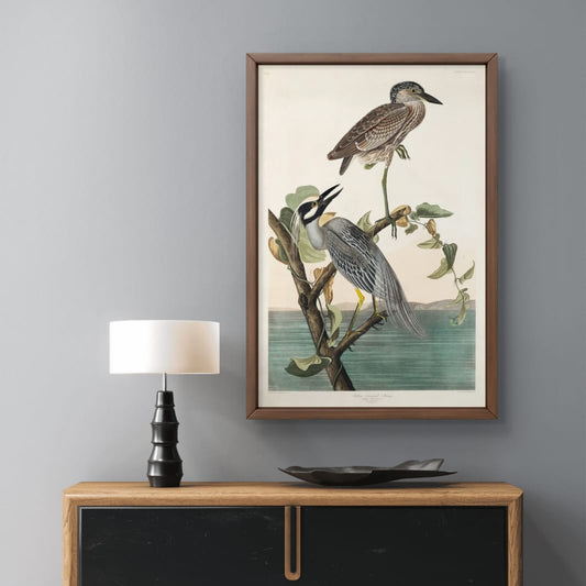 Yellow Crowned Heron - James Audubon