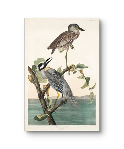 Yellow Crowned Heron - James Audubon