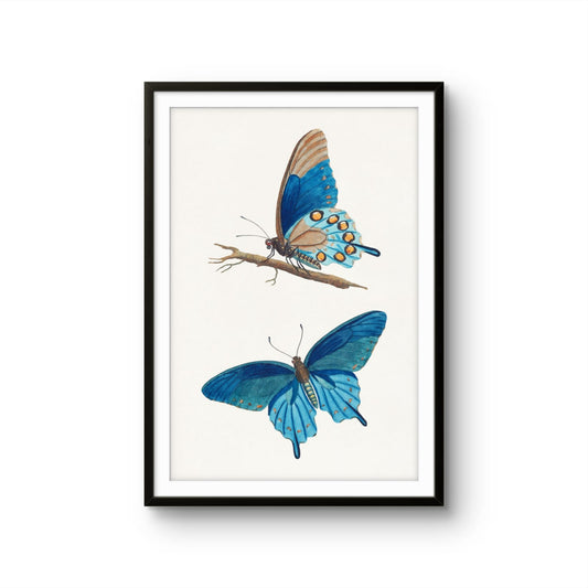 Framed artwork of two blue butterflies on a white background