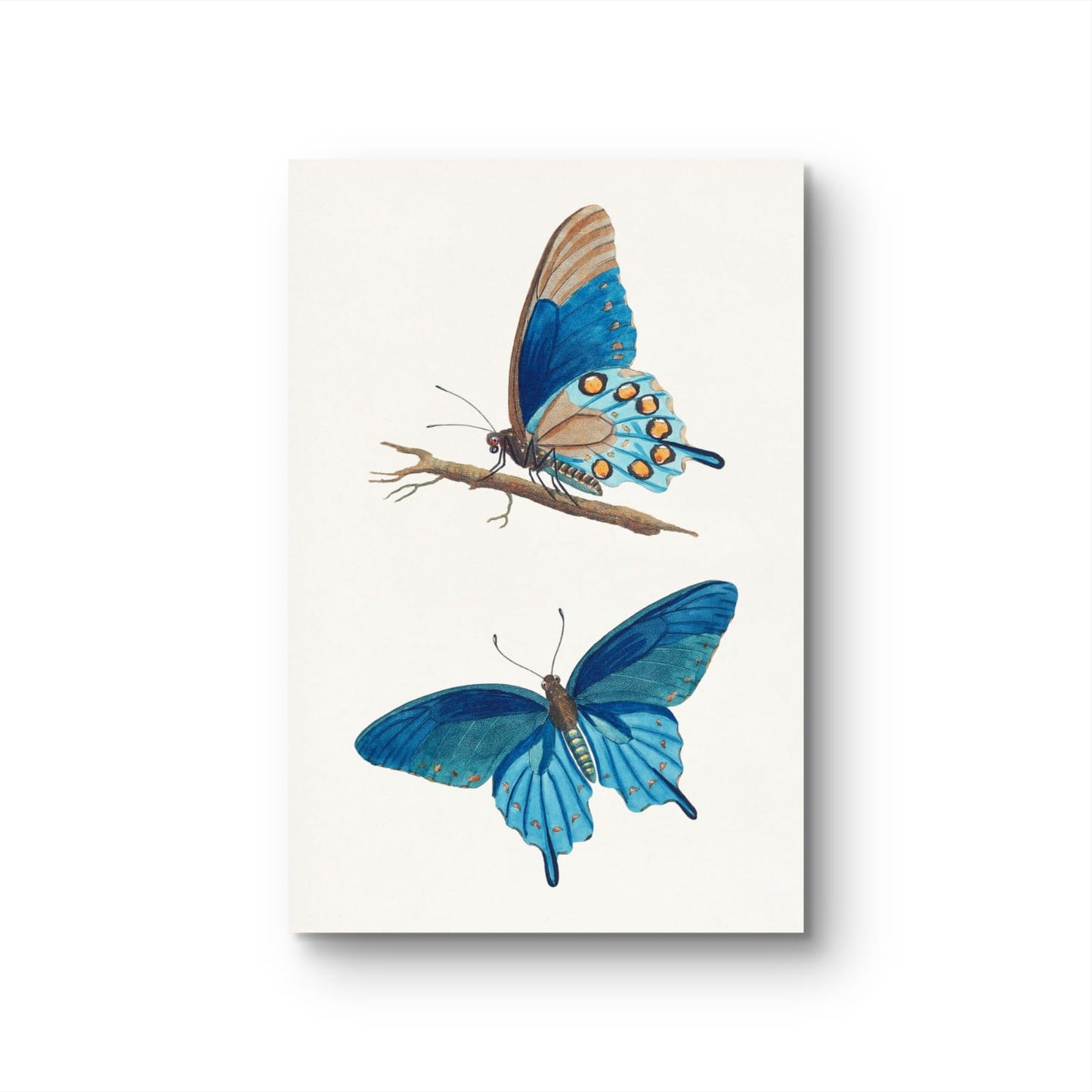 Illustration of two blue butterflies on a white background