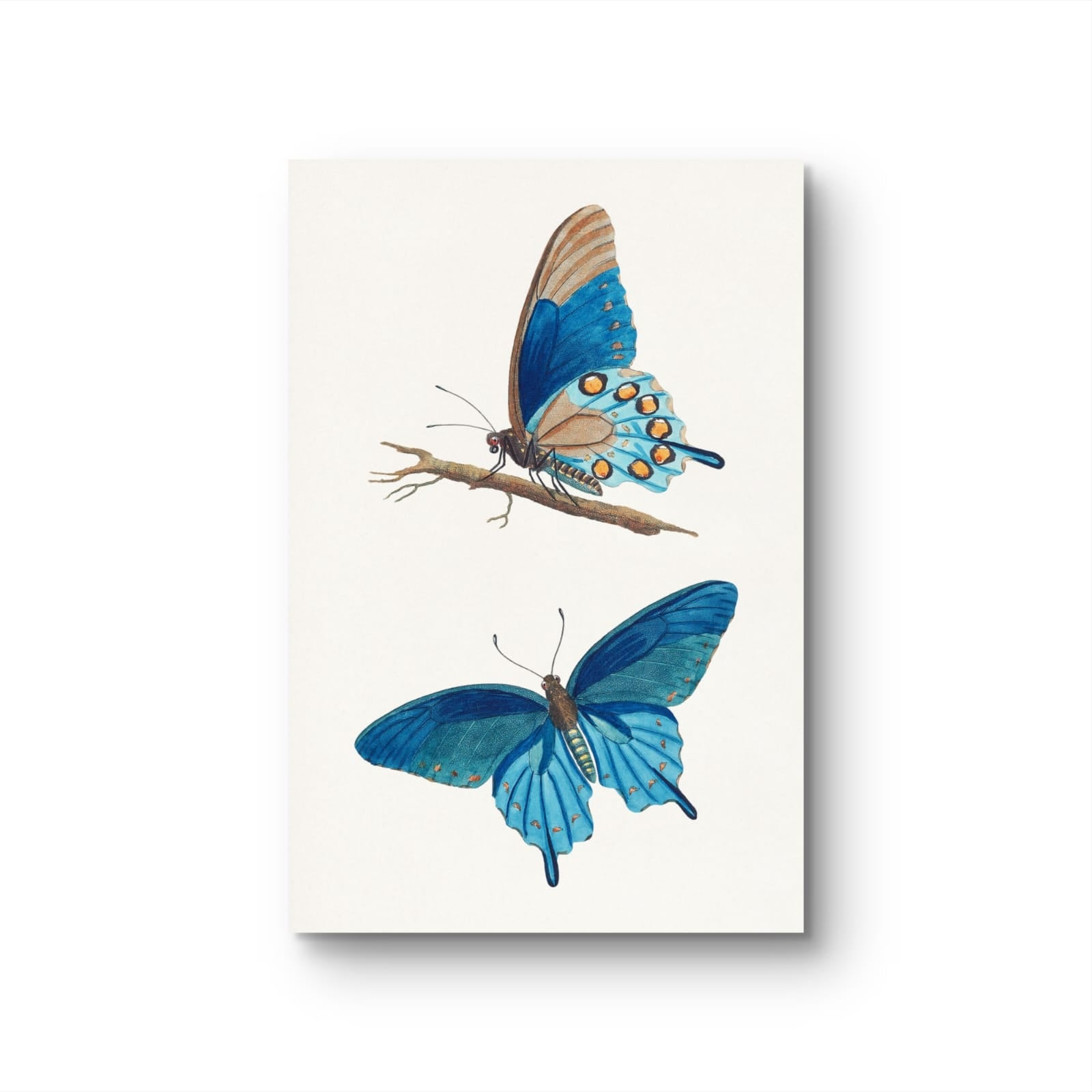 Illustration of two blue butterflies on a white background